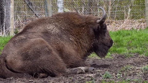 Wildebeest in captivity Stock Footage 89401365