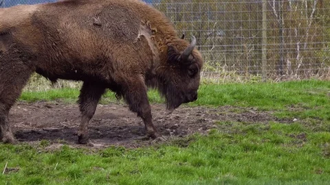 Wildebeest in captivity Stock Footage 89408894