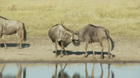 Wildebeest Challenge 库存影片 482714