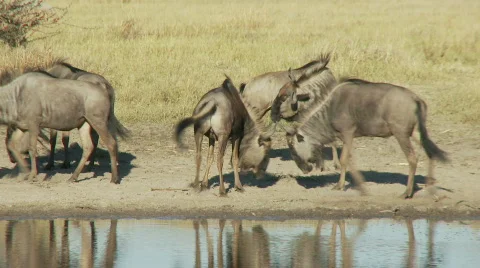 Wildebeest Challenge 库存影片 482716