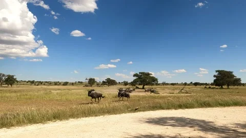 Wildebeest chasing each other in the Kgalagadi Transfrontier Park Stock Footage 156623053