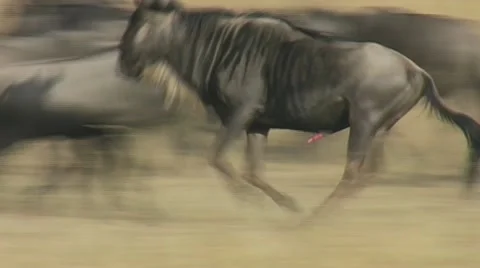 Wildebeest chasing a female to mate Stock Footage 22152573
