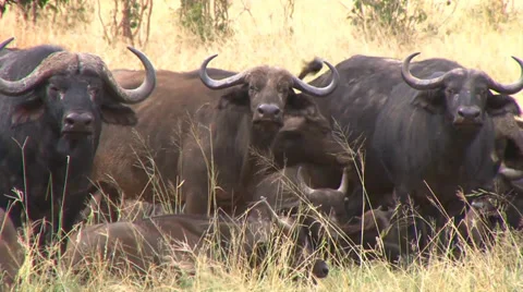 Wildebeest up close Stock Footage 33778145