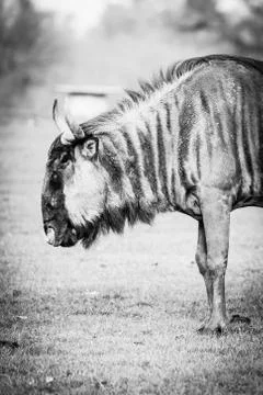 A Wildebeest Up Close With Grass Background Stock Photos