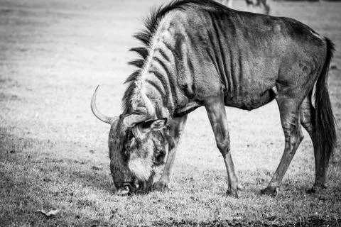 A Wildebeest Up Close With Grass Background Stock Photos