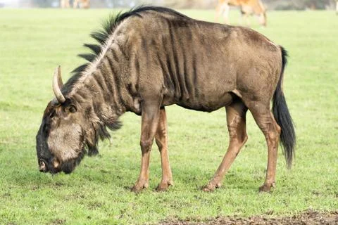 A Wildebeest Up Close With Grass Background Stock Photos