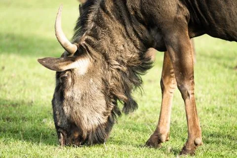 A Wildebeest Up Close With Grass Background Stock Photos