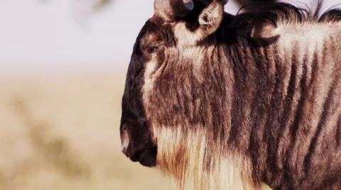 Wildebeest Closeup Chewing Video stock 41607462