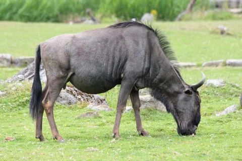 Wildebeest   (Connochaetes) Stock Photos
