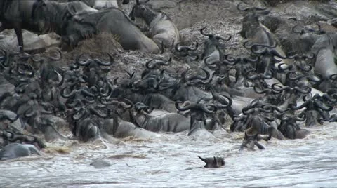 WILDEBEEST CROSS MARA RIVER Video stock 13939776