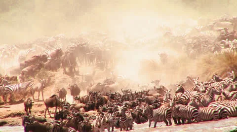 Wildebeest cross a river during a migration in Africa. Vídeo Stock 27081233