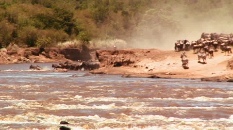 Wildebeest cross a river during a migration in Africa. Video stock 27082175