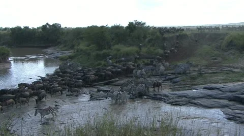 WILDEBEEST CROSS RIVER Video stock 17021050