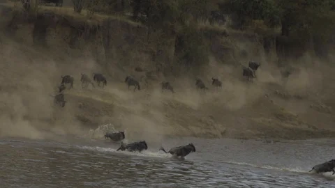 Wildebeest cross the river Stock Footage 107212171