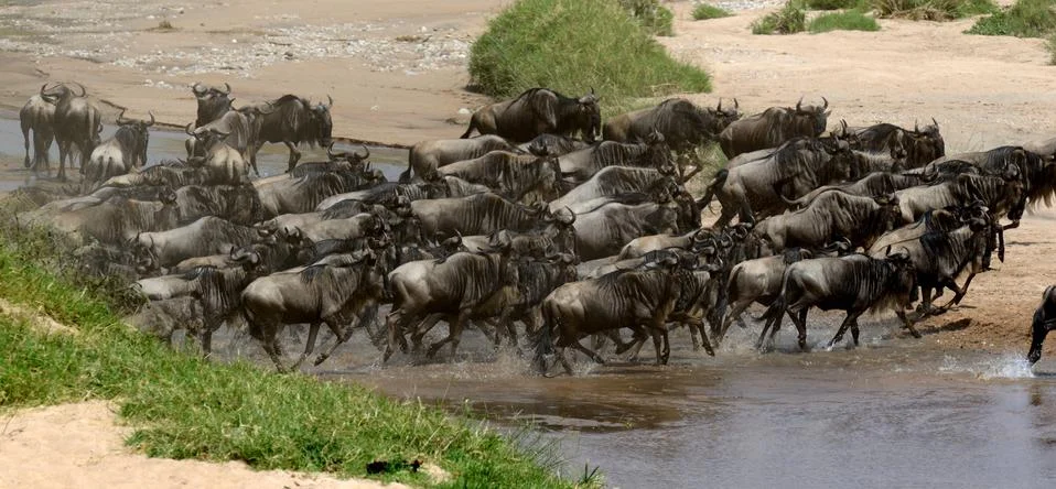 Wildebeest cross a river while migrating Stock-Fotos