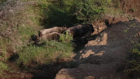 Wildebeest Crossing during the annual Migration.  Kenya Stock Footage 133757364