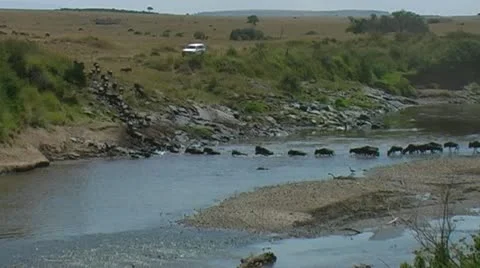 Wildebeest crossing Mara river Video stock 22143666