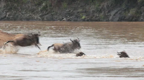Wildebeest Crossing Mara River Stock Footage 28226997