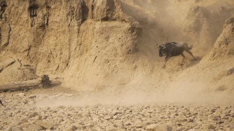 Wildebeest crossing the Mara river Stock Footage