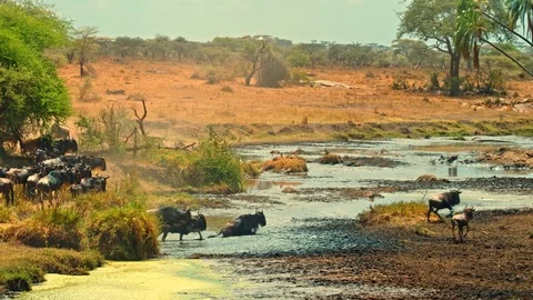 Wildebeest crossing a river during migration in Serengeti Stock Footage 73821171
