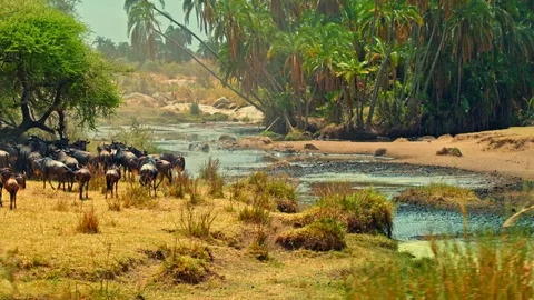 Wildebeest crossing a river during migration in Serengeti Stock Footage 73821205