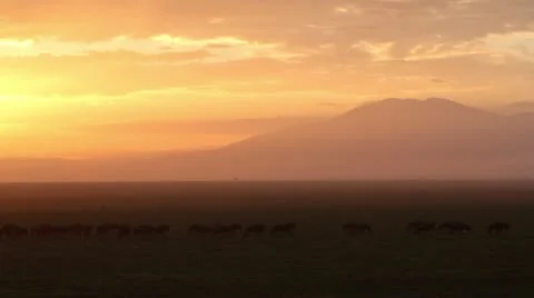 Wildebeest at dawn Vídeos de archivo 11281972