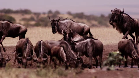 Wildebeest dinking at Watering Hole Stock-Footage 41603076