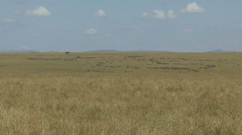 WILDEBEEST ON DISTANT PLAIN Video stock 22027378