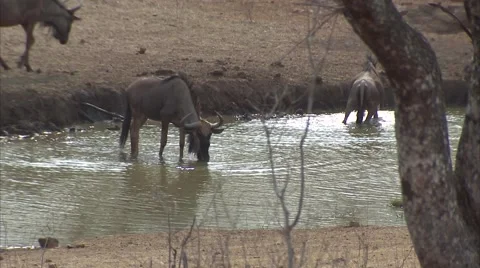 WILDEBEEST DRINKING WATER Stock Footage 51513516