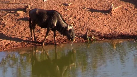 Wildebeest drinking water Video stock 71295509