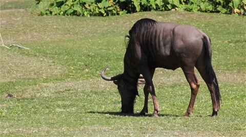Wildebeest eating and relaxing in grass field, HD Stock-Footage 58997901
