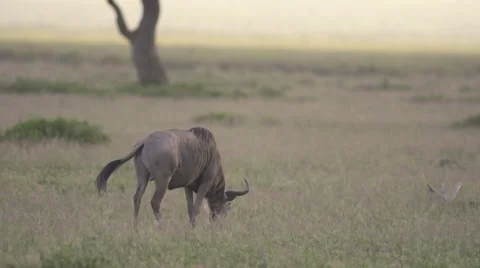 Wildebeest eating Stock Footage 33531975