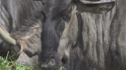Wildebeest Eating Grass Stock Footage 65813794