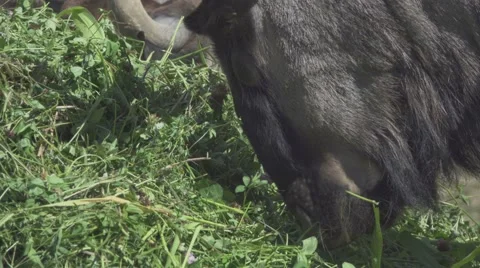 Wildebeest Eating Grass Stock Footage 65814798