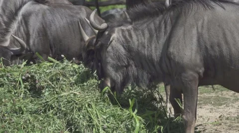 Wildebeest Eating, Slow Motion Vídeos de archivo 65833942