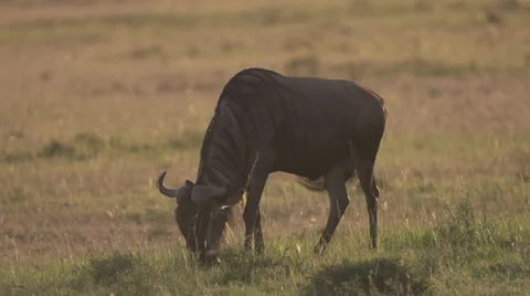 Wildebeest eating at sunset Stock Footage 33545076