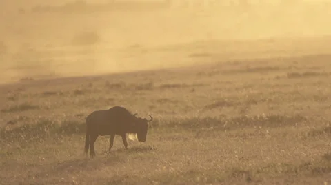 Wildebeest eating at sunset Stock Footage 33545082