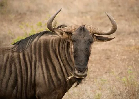 Wildebeest face Stockfoto's