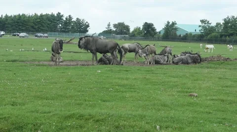 Wildebeest in the field Stock Footage 42856521