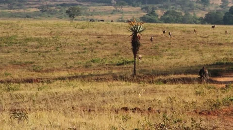 Wildebeest in a field Video stock 51756445