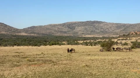 Wildebeest fighting on an open plain 스톡 동영상 315761483