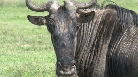 Wildebeest Stock Footage