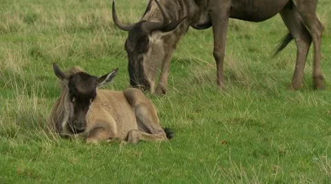 Wildebeest Stock Footage 12516972