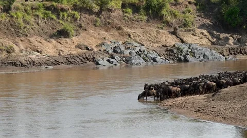 Wildebeest gathering on mara river for river crossing, Masai Mara Stock Footage 320722403