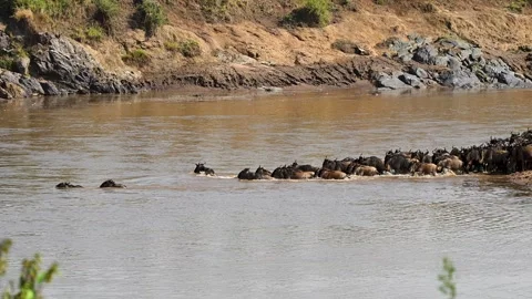 Wildebeest gathering on mara river for river crossing, Masai Mara Stock Footage 320722514