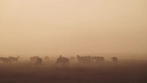Wildebeest Gnu and Zebra in Orange Sunrise Misty Scene in Amboseli National Stock Footage 341405587