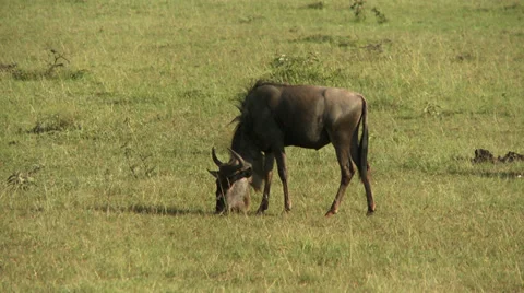 Wildebeest (gnu) eating Stock Footage 33697977