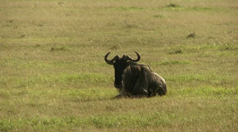 Wildebeest (gnu) Video stock 33697464