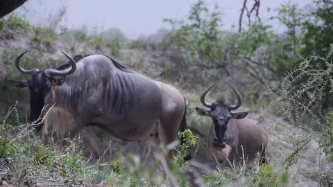 Wildebeest Go Up The Slope One By One In Savannah. Safari In Tanzania Stock Footage 79804972