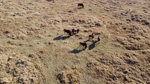 Wildebeest Grass Plain Video stock 203845433